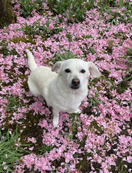 Rosy