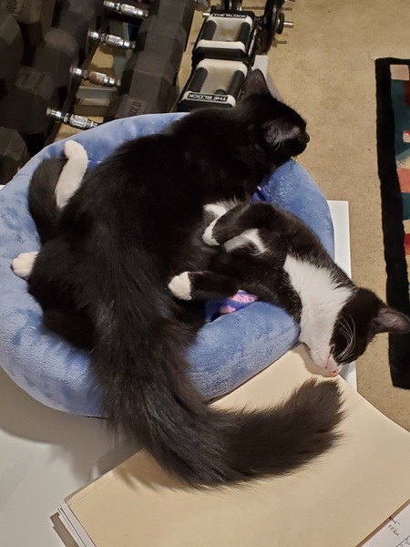 Eli (M) and Kiflin (F - tuxedo)