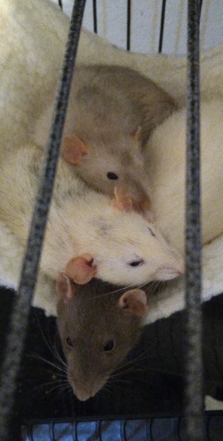 Poppy, Celeste, Pepper