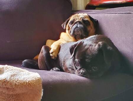 Sasparilla and Winston
