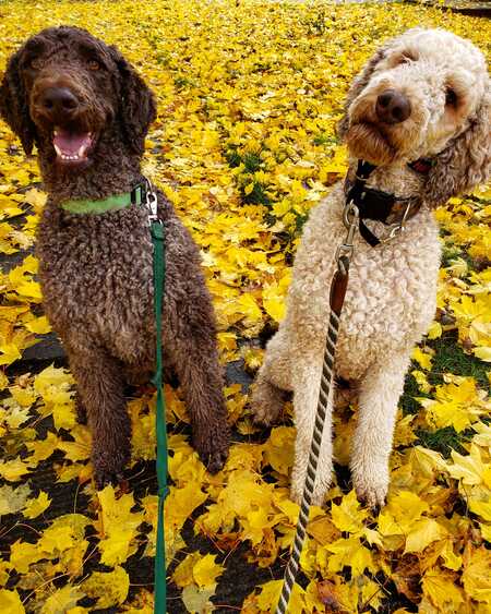 Zelda and Wallace