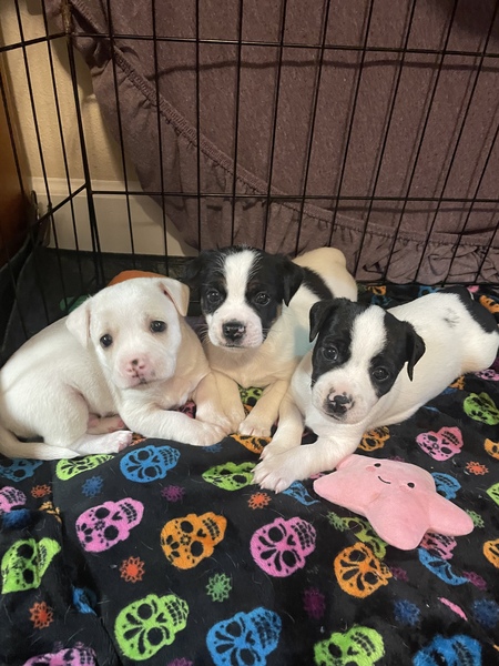 Gallo, Pinto and Ghost