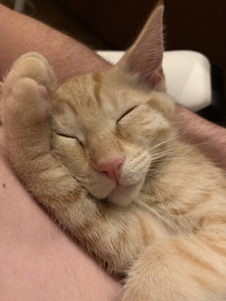 Phoenix Kitty
