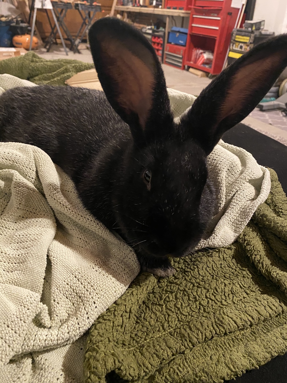 Vote for Pip | T.H.E. Rabbit Resource Bun of the Year Photo Contest