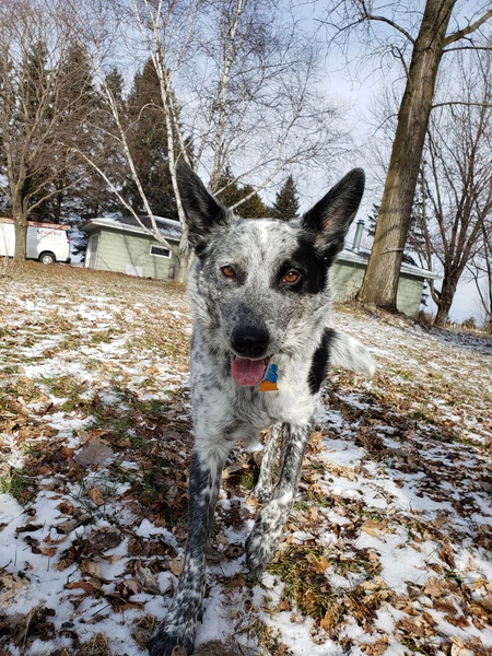 Entry image for Blue. Clicking this image will show a larger photo