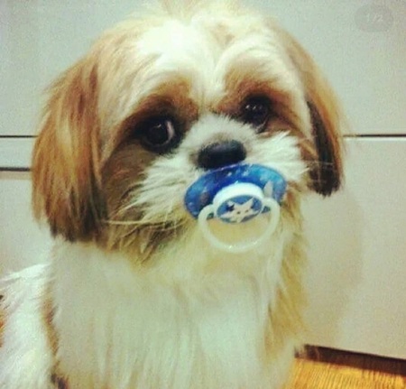 Entry image for Chuy. Clicking this image will show a larger photo