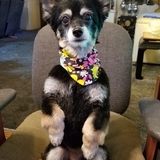 Entry image for Pixy