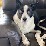 Entry image for Charlie 