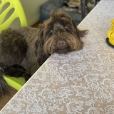 Entry image for Molly Brown
