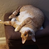 Entry image for Cheeto