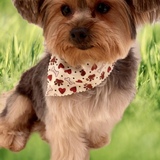 Entry image for Lucky 