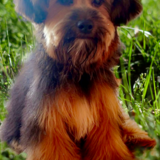 Entry image for Daisy