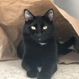 Entry image for Frankie