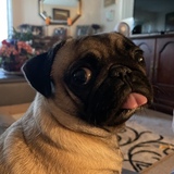 Entry image for Snickers 
