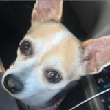 Entry image for Roxie