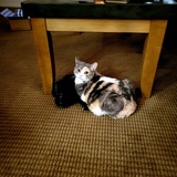 Entry image for Frankie