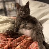 Entry image for Chonkie