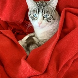 Entry image for Oliver
