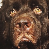 Entry image for Seamus