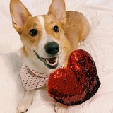Entry image for Kuma