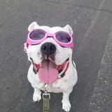 Entry image for Gracie
