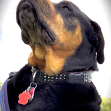 Entry image for Zook