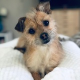Entry image for Rosie