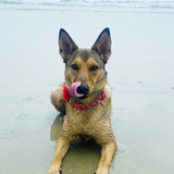 Entry image for Bella