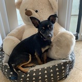 Entry image for Phoebe 