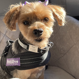 Entry image for Pixy