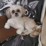 Entry image for Tobie