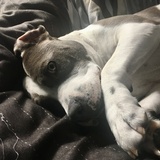 Entry image for Starry Wigglebutt