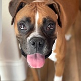 Entry image for Peanut Butter Cup