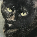 Entry image for Bella