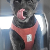 Entry image for Peaches