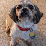 Entry image for Peppy