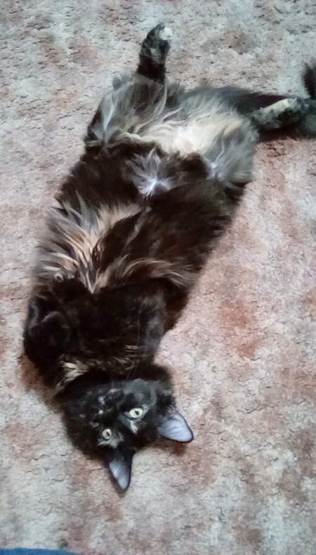 Entry image for Tabitha. Clicking this image will show a larger photo