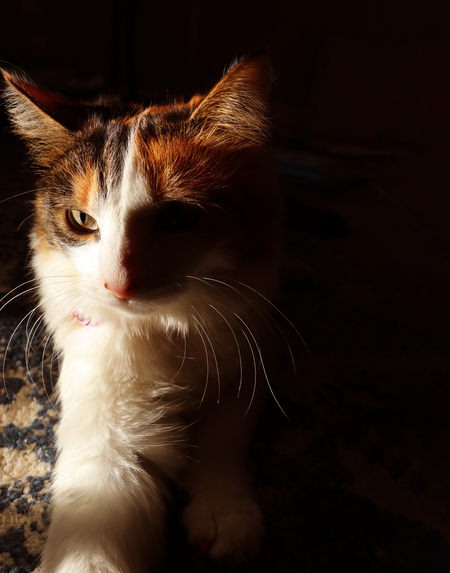 Entry image for Acia. Clicking this image will show a larger photo