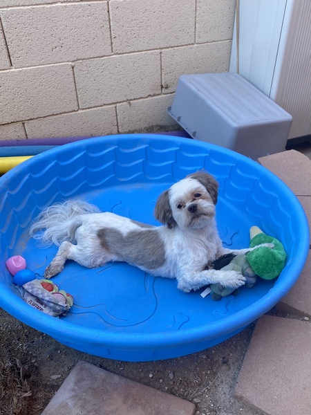 Entry image for Stella. Clicking this image will show a larger photo