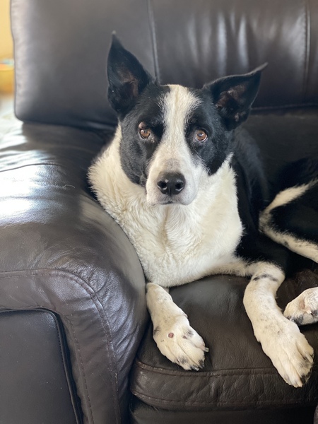 Entry image for Charlie . Clicking this image will show a larger photo