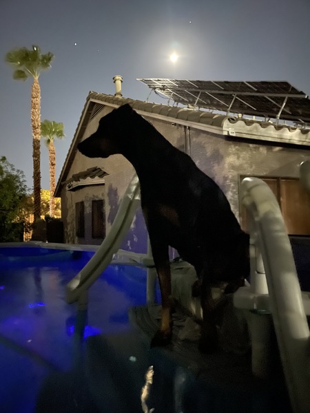 Entry image for Scooby. Clicking this image will show a larger photo