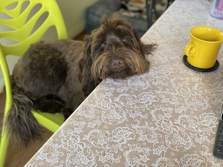 Entry image for Molly Brown. Clicking this image will show a larger photo