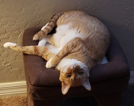 Entry image for Cheeto. Clicking this image will show a larger photo