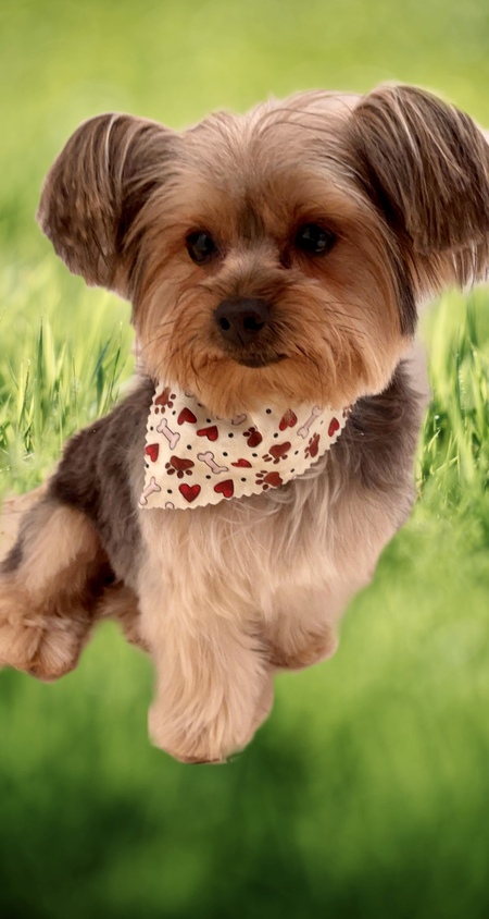 Entry image for Lucky . Clicking this image will show a larger photo
