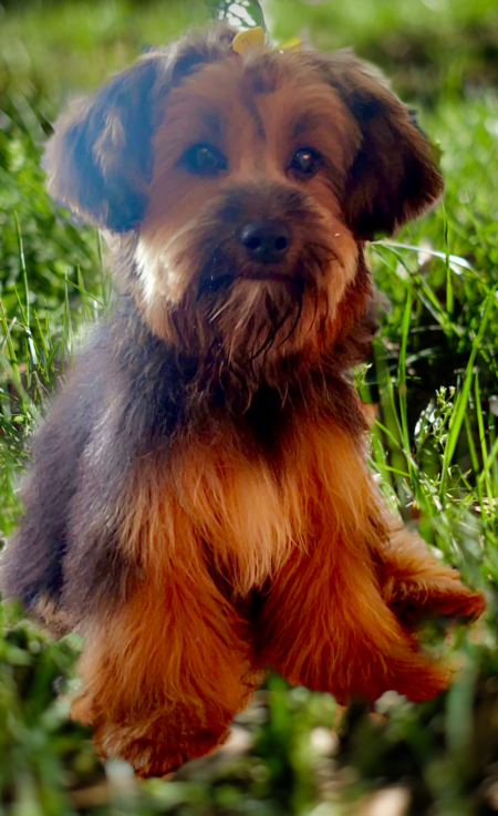 Entry image for Daisy. Clicking this image will show a larger photo