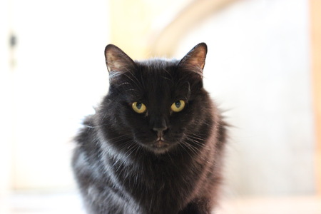 Entry image for Ray The Chooch Charles. Clicking this image will show a larger photo