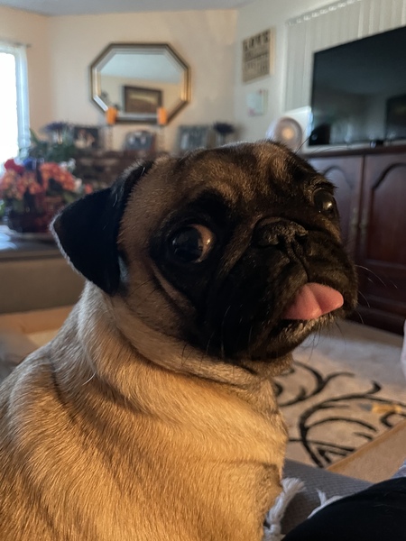 Entry image for Snickers . Clicking this image will show a larger photo
