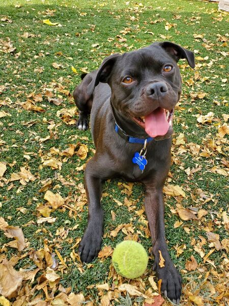 Entry image for Petey. Clicking this image will show a larger photo