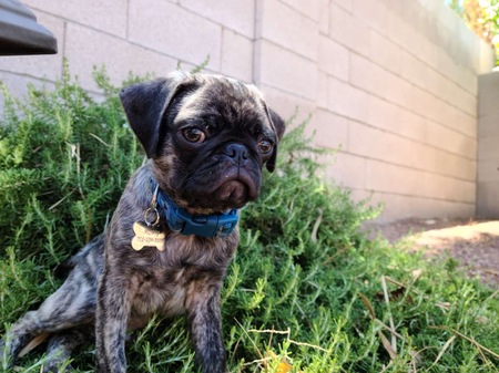 Entry image for Monty. Clicking this image will show a larger photo
