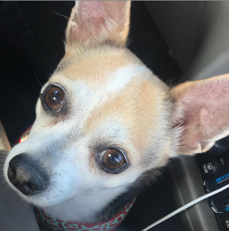 Entry image for Roxie. Clicking this image will show a larger photo